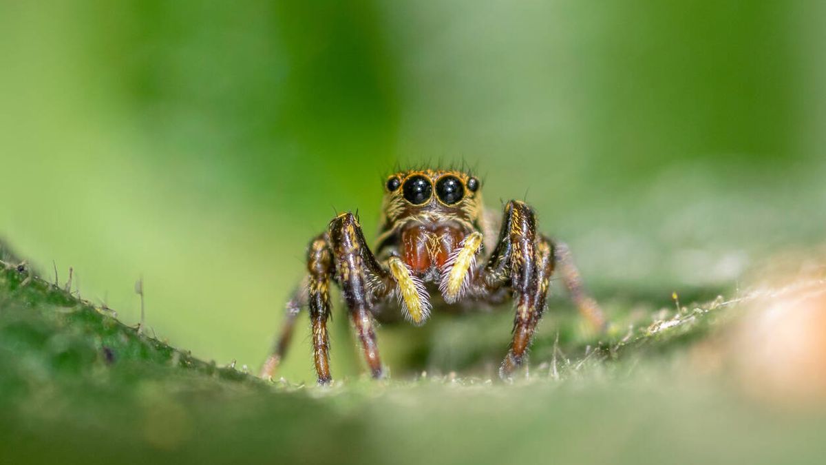 "Casi nunca muerden": cómo las noticias sobre arañas las han convertido en peligrosas