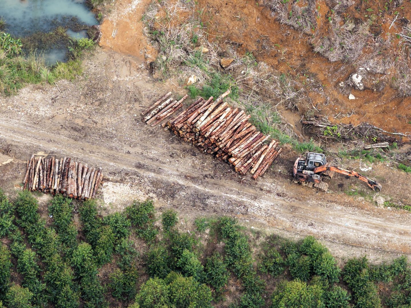 La deforestación puede hacer que todos estos recursos se pierdan (EFE)