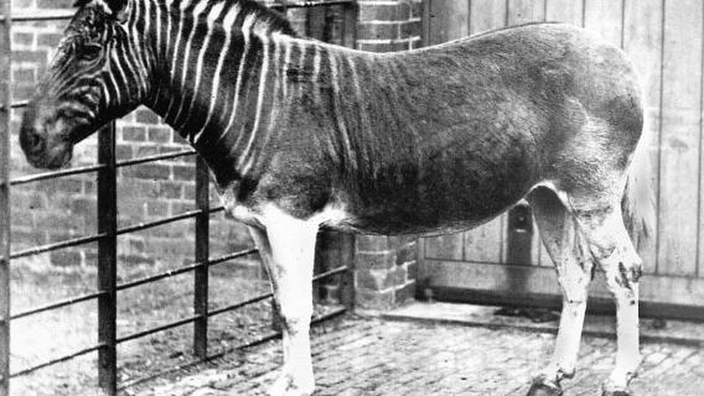 Única quagga fotografiada, en el zoo de Londres en 1870