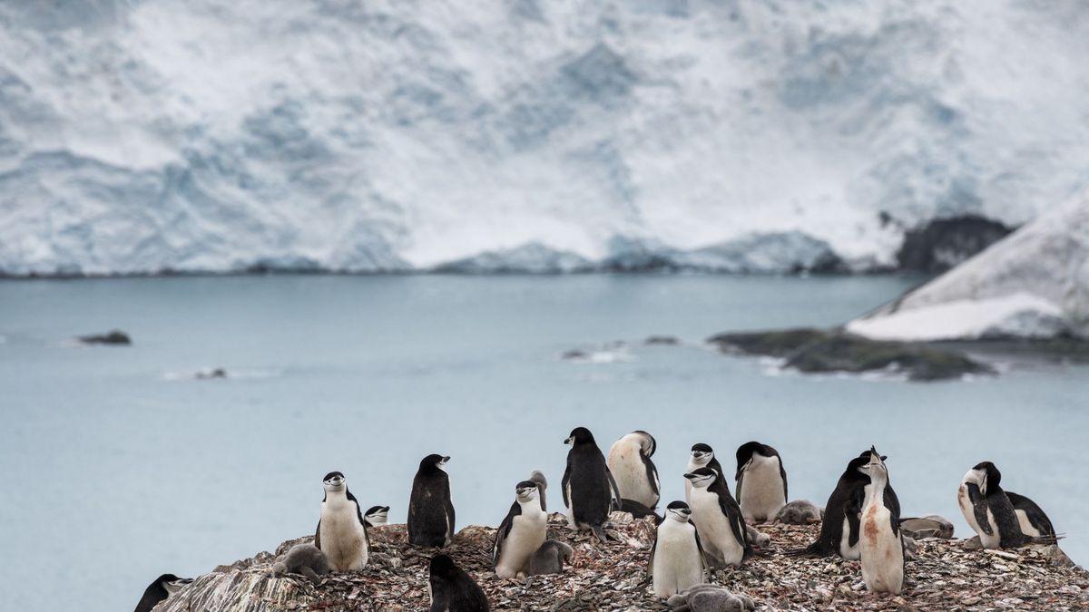 La Antártida bate un nuevo récord de temperatura: más de 20 grados y menos hielo