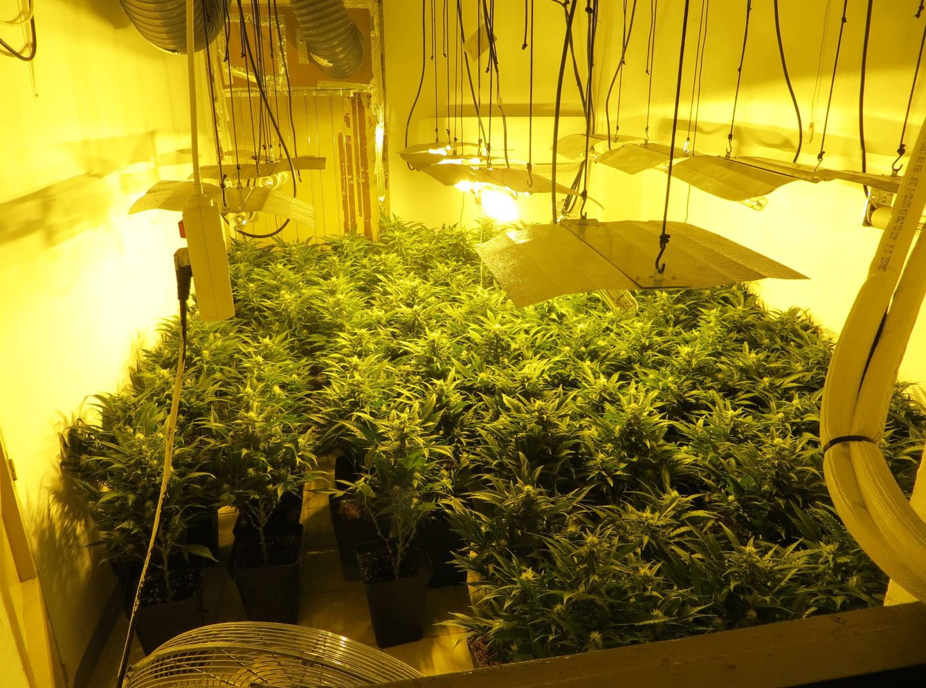 Una de las habitaciones llenas de plantas de marihuana encontrada durante el registro. (A. V.)