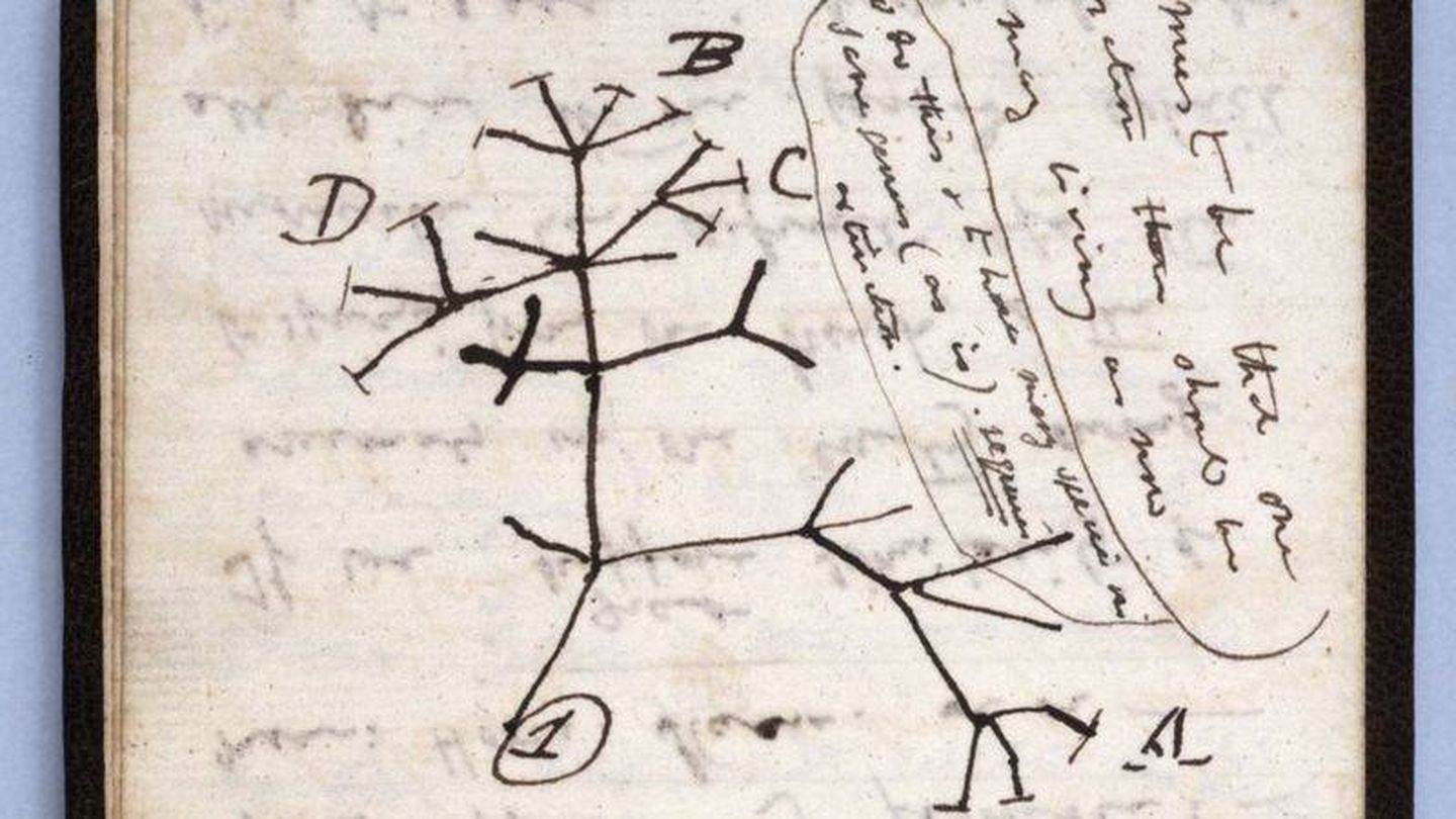 El 'árbol de la vida' de Darwin. (FOTO: Universidad de Cambridge)