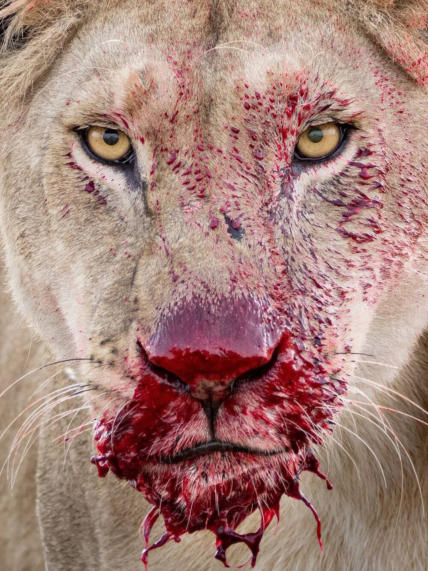 Una leona con la cara llena de sangre tras devorar a su presa en el Serengueti, Tanzania. (Lara Jackson/Wildlife Photographer of the Year) 