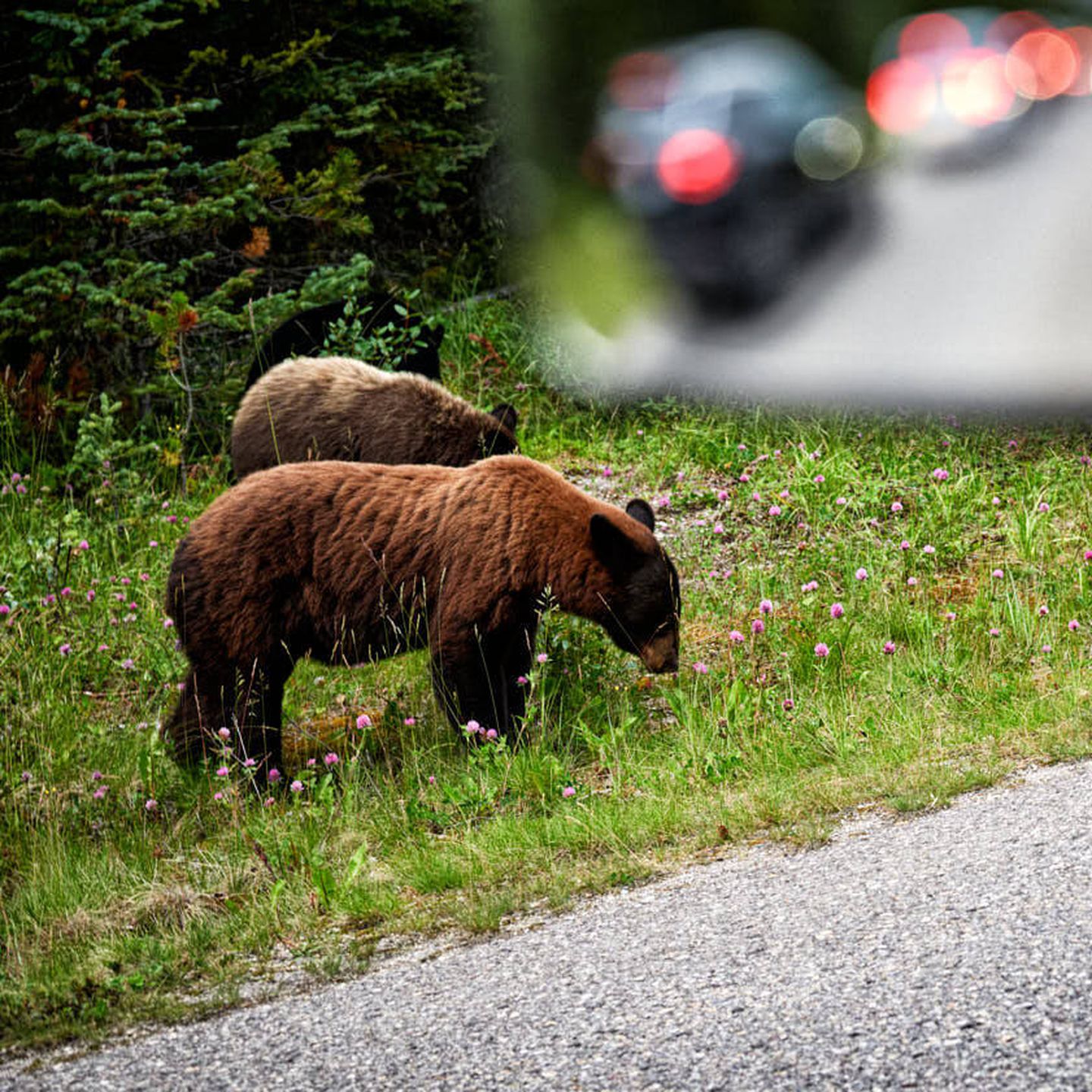 Ver osos desde el coche es fácil en las Montañas Rocosas. (N. Ferreiro)