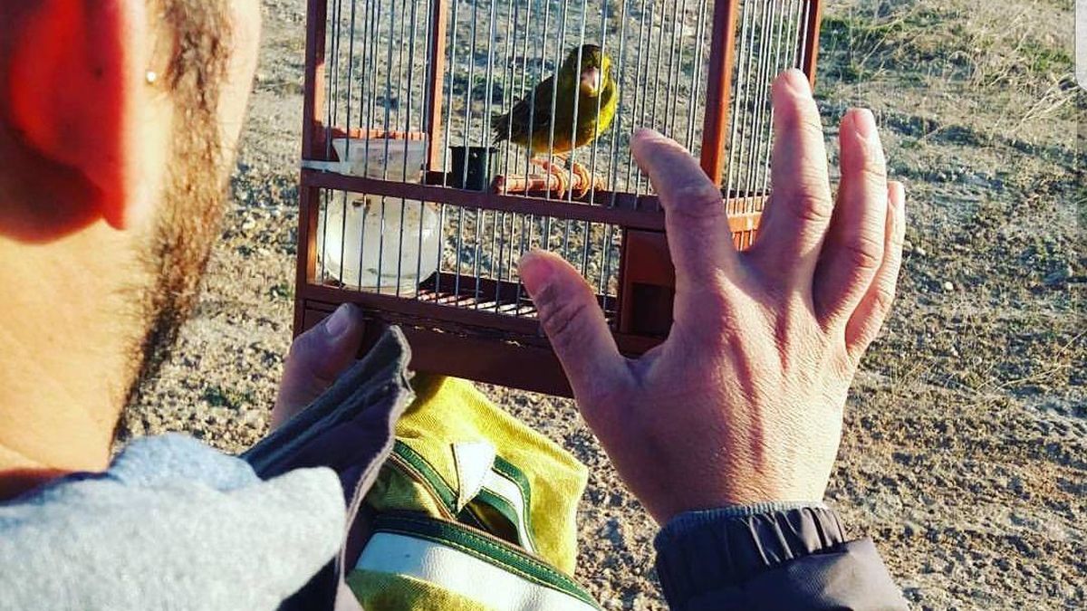 Madrid cierra las jaulas y veta los permisos para aves cantoras tras capturarse 205.000 