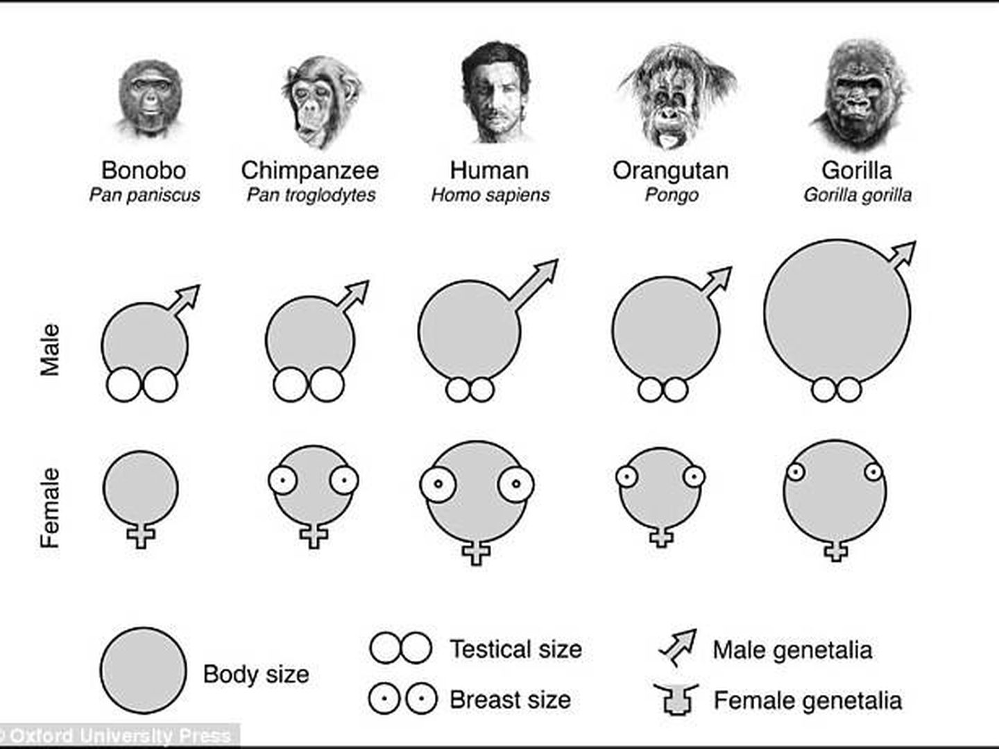 Comparativa genital entre el ser humano y los diferentes simios. ('El tercer chimpancé')