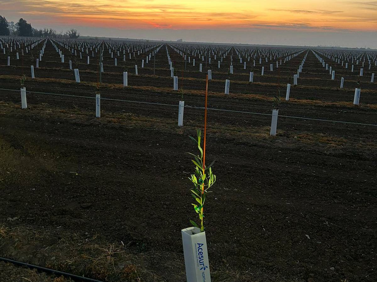 Foto: Olivar plantado por Acesur en California. (EEUU)