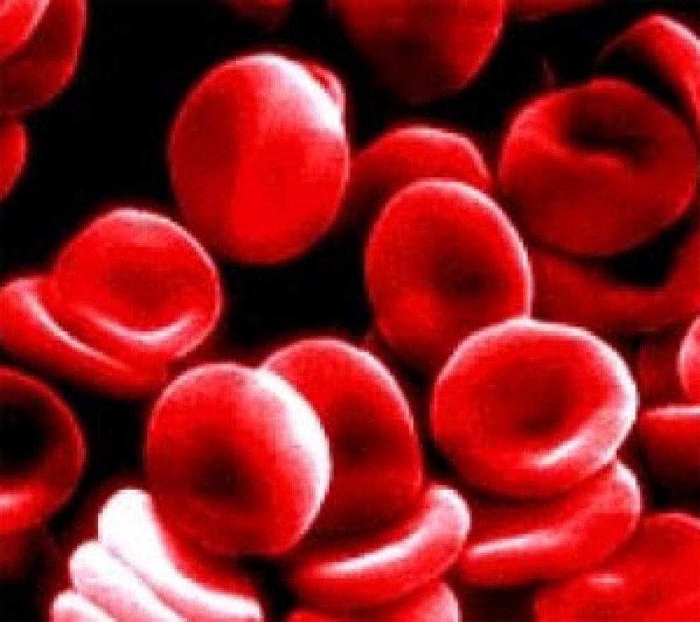Foto: Un gen permite crear nuevas terapias contra formas de anemia