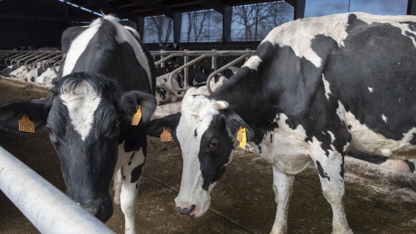 Cártel de la leche: un ganadero, condenado a pagar a la industria 90.000 € de costas