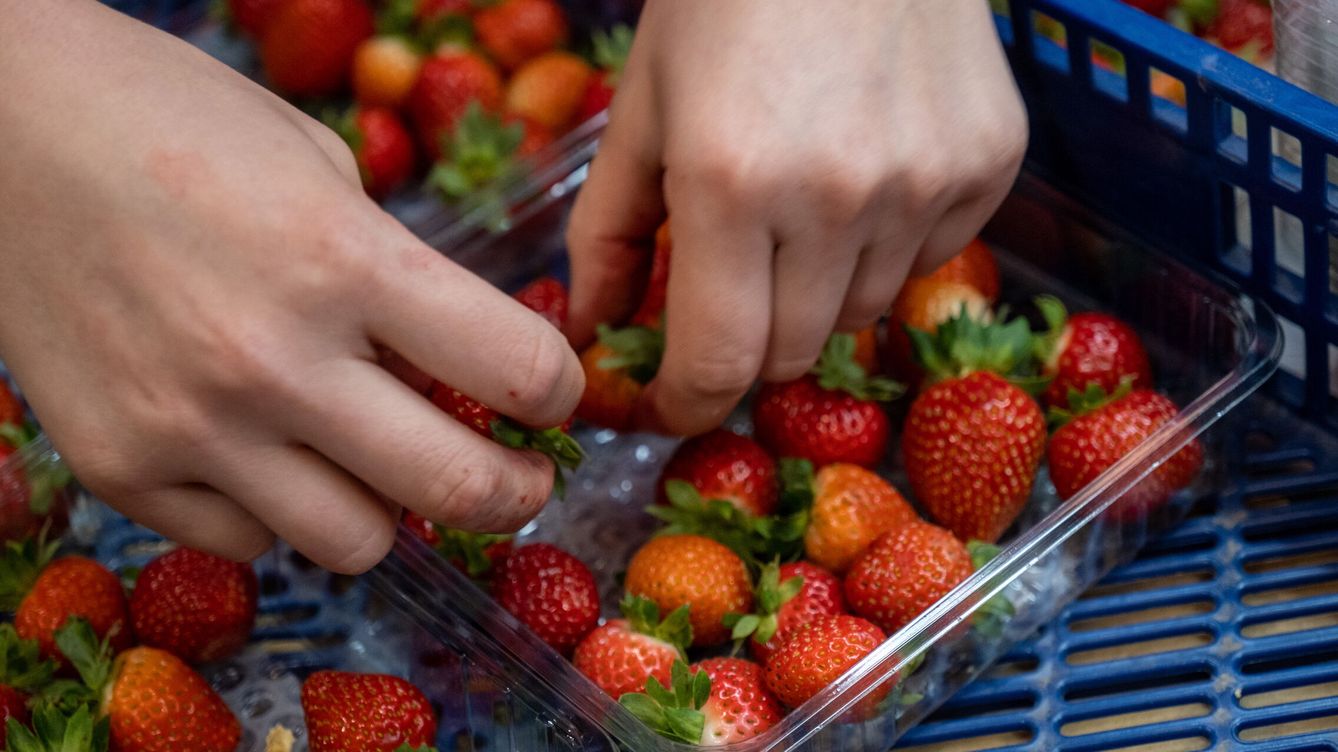 El acuerdo de Doñana recortará un 6% la producción de frutos rojos en Huelva