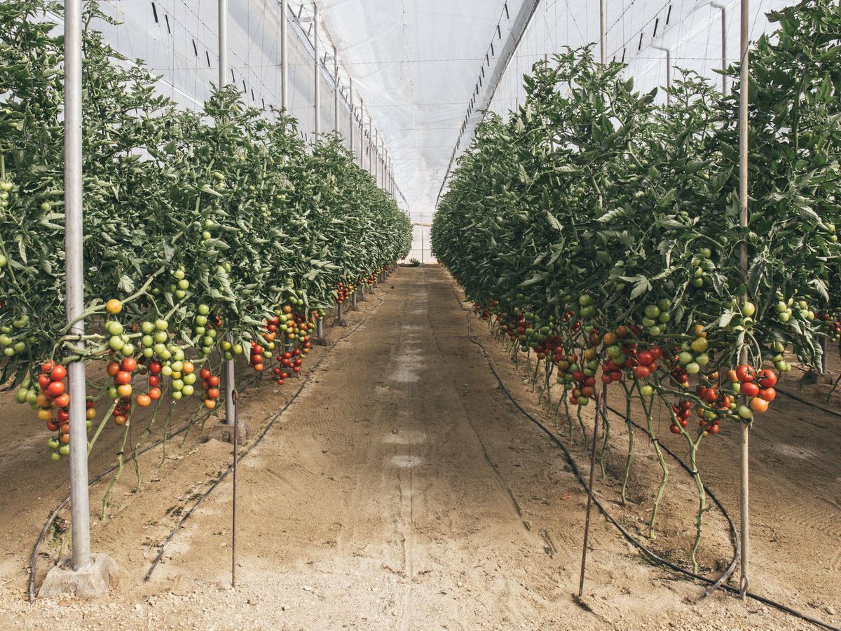 Foto: Una de las hileras de tomatera en un invernadero de Almería. (D.B.)