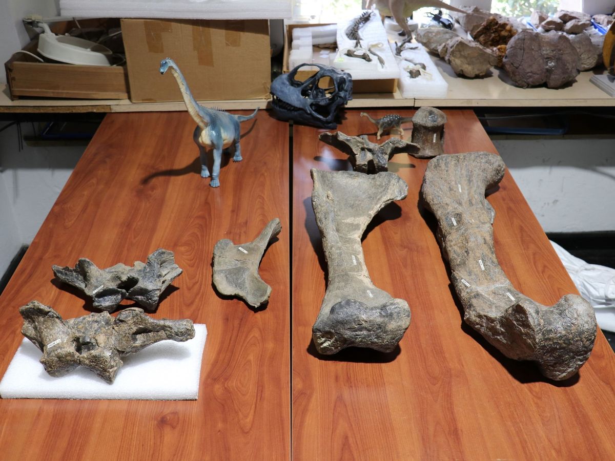 Foto: Localizar partes de esqueleto de titanosaurios es más habitual en Argentina y Brasil (EFE/Universidad de Chile)