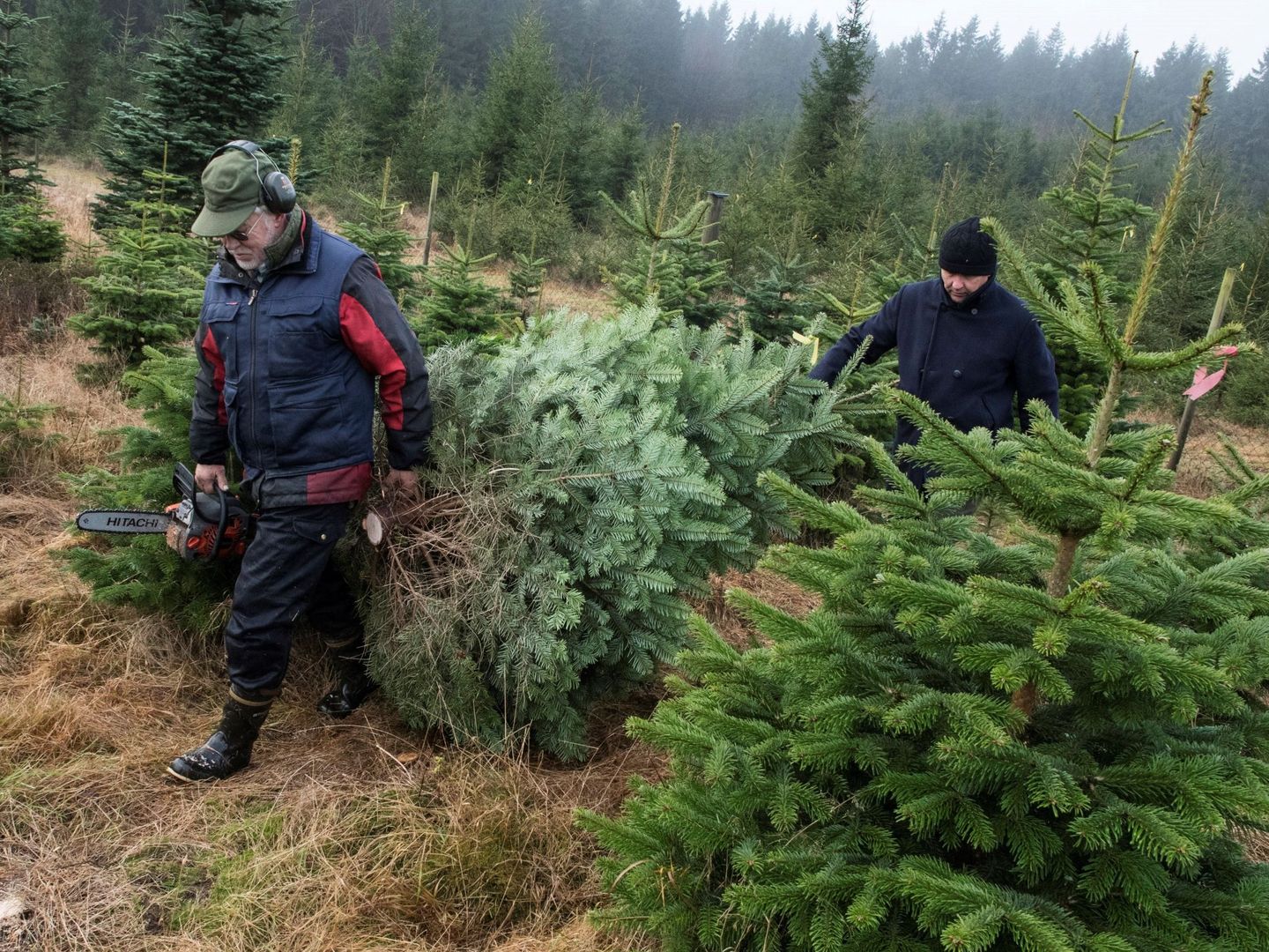 Extracción de árboles en una plantación de abetos navideños. (EFE/J. Nilsson)