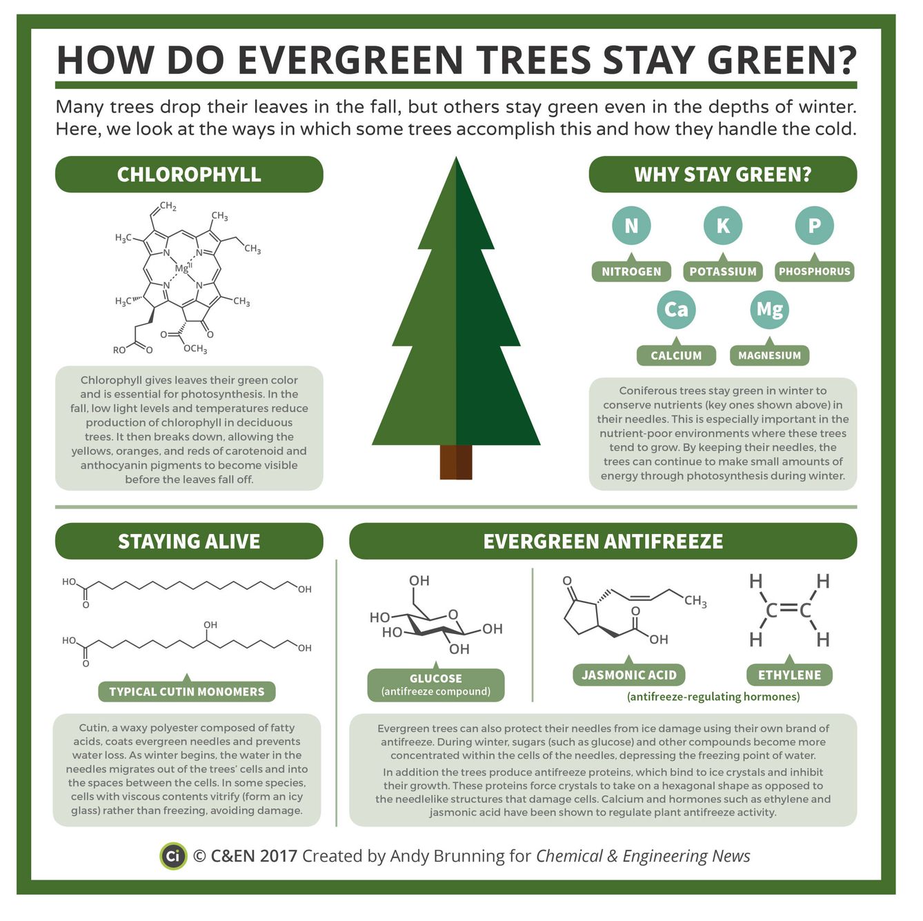 ¿Por qué algunos árboles siempre están verdes? (Andry Brunning para Chemical & Engineering News)