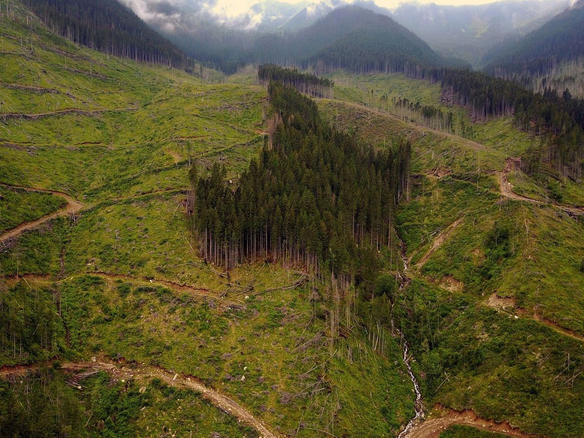 Foto: Las mafias de la madera saquean los bosques, lo que afecta a la cantidad de carbono existente en el planeta (EFE)