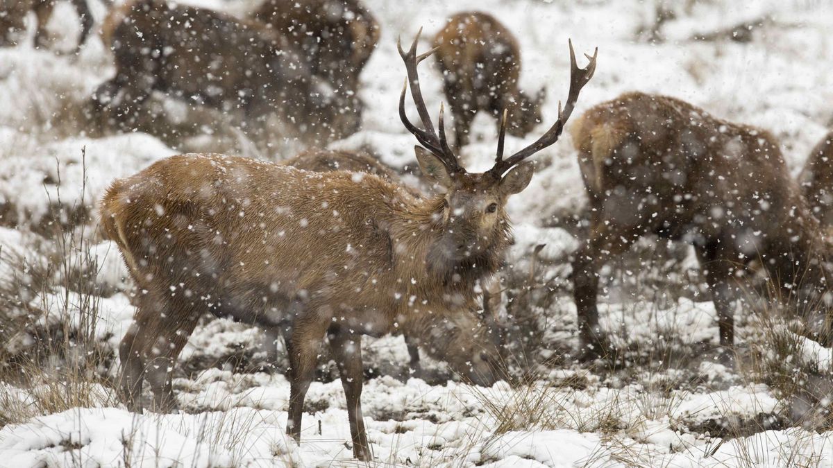 Condenan a un cazador furtivo de ciervos a ver 'Bambi' una vez al mes durante un año