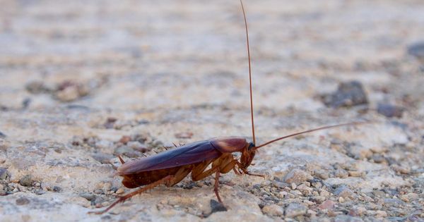 Foto: Cucaracha americana (Foto: Wikipedia)