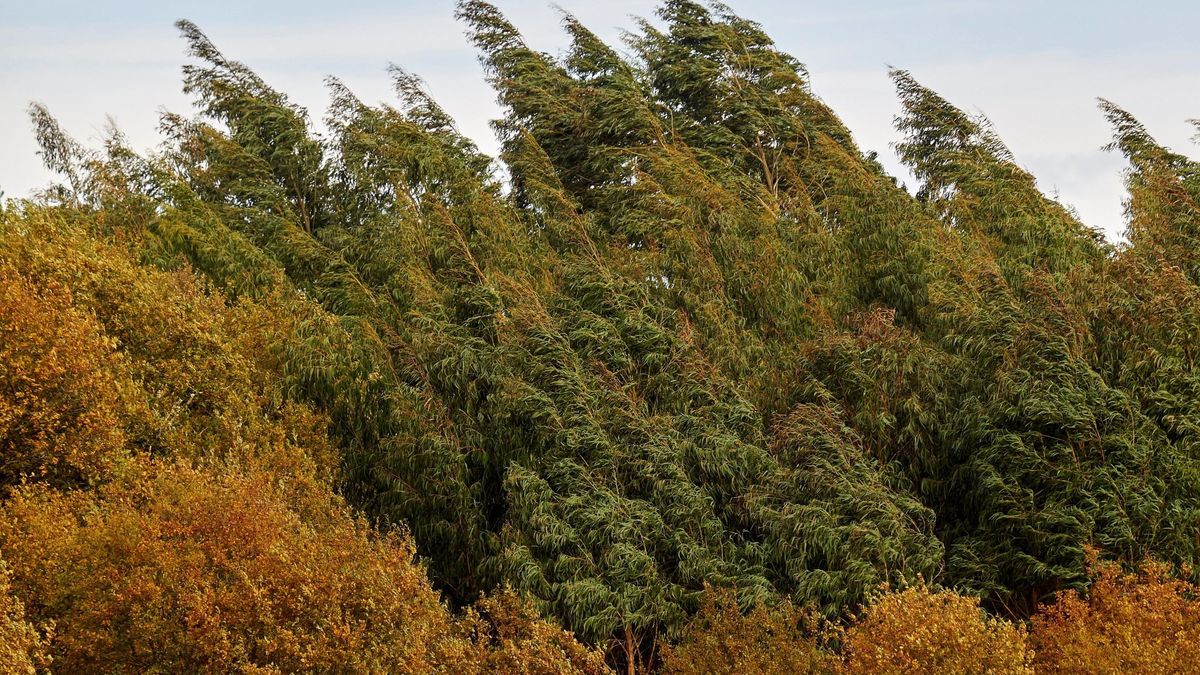 Cisma por el eucalipto: los científicos exigen su control y el Gobierno los ignora