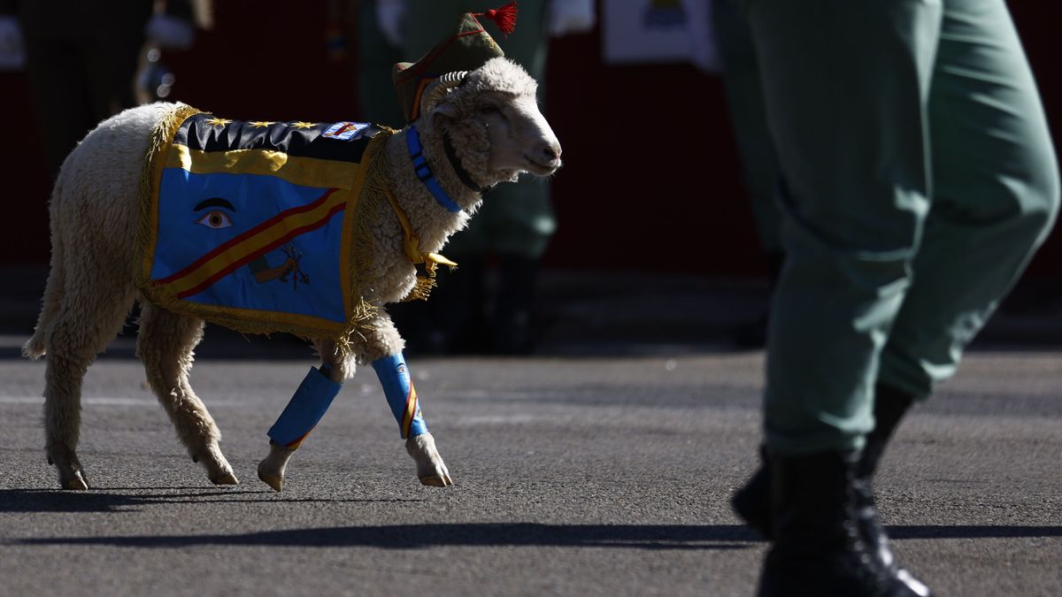 ¿Podrán desfilar la cabra de la Legión y el perro de la Policía el 12 de octubre tras la Ley de Bienestar Animal?