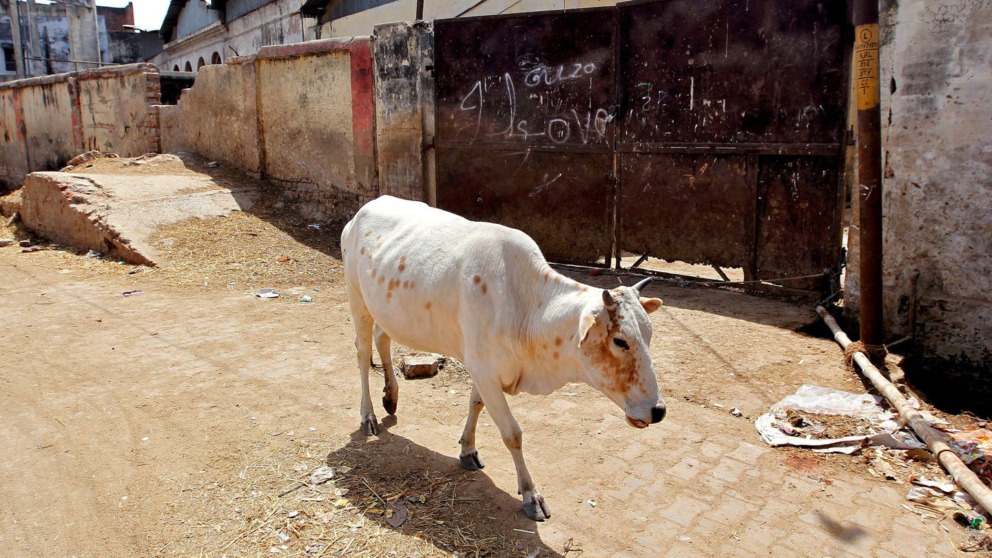 Una vaca en la India. (Reuters)
