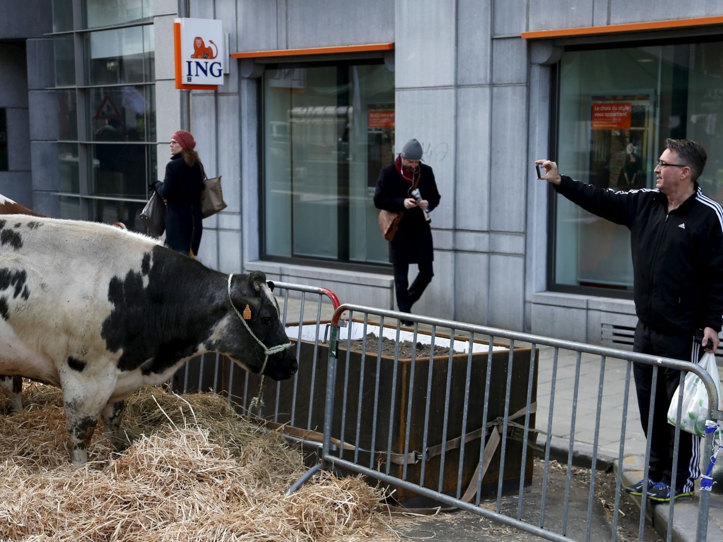 Una vaca como parte de una manifestación de ganaderos frente al Consejo de Agricultura en Bruselas. (Reuters)