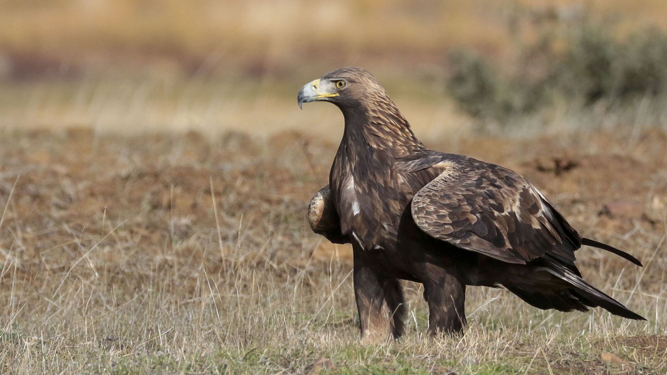 Foto: Nuestras grandes rapaces, como el águila real, atraen a 'birdwatchers' de toda Europa (EFE/Beldad)