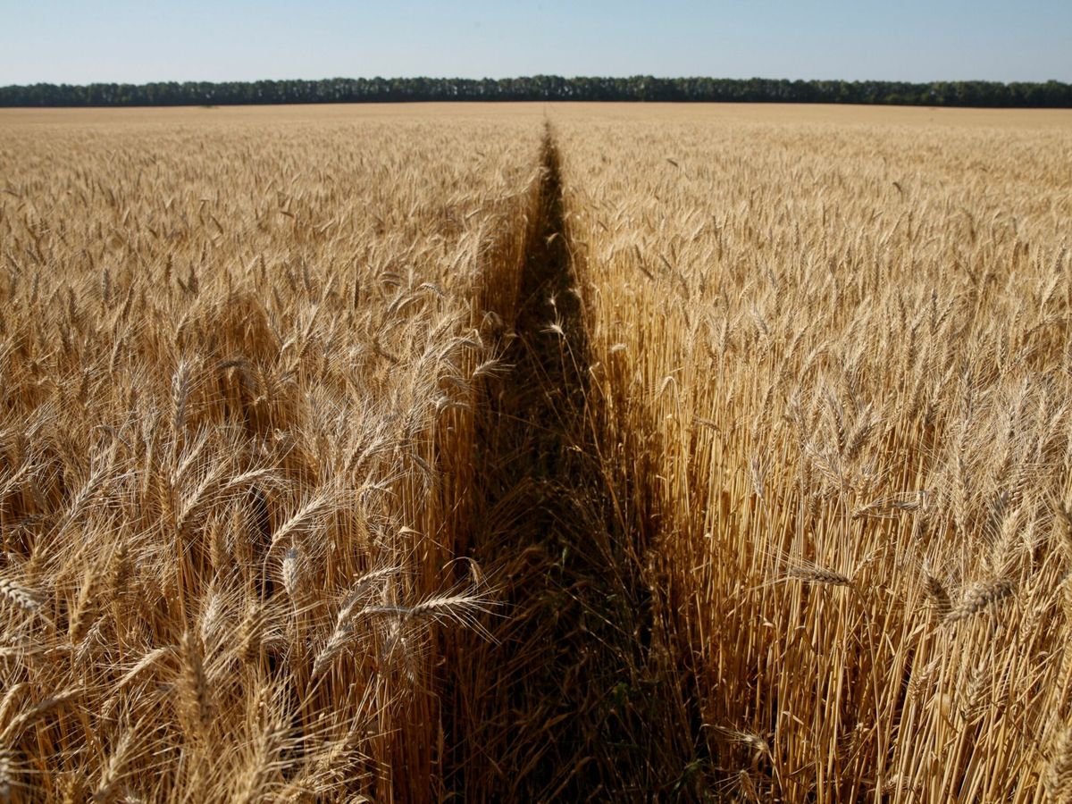 Foto: Campo de trigo en Ucrania (Reuters)