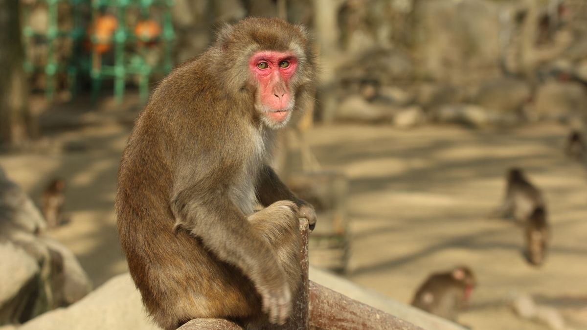 Así es el extraño virus B o del mono que tiene a un hombre de 37 años en estado crítico en China 