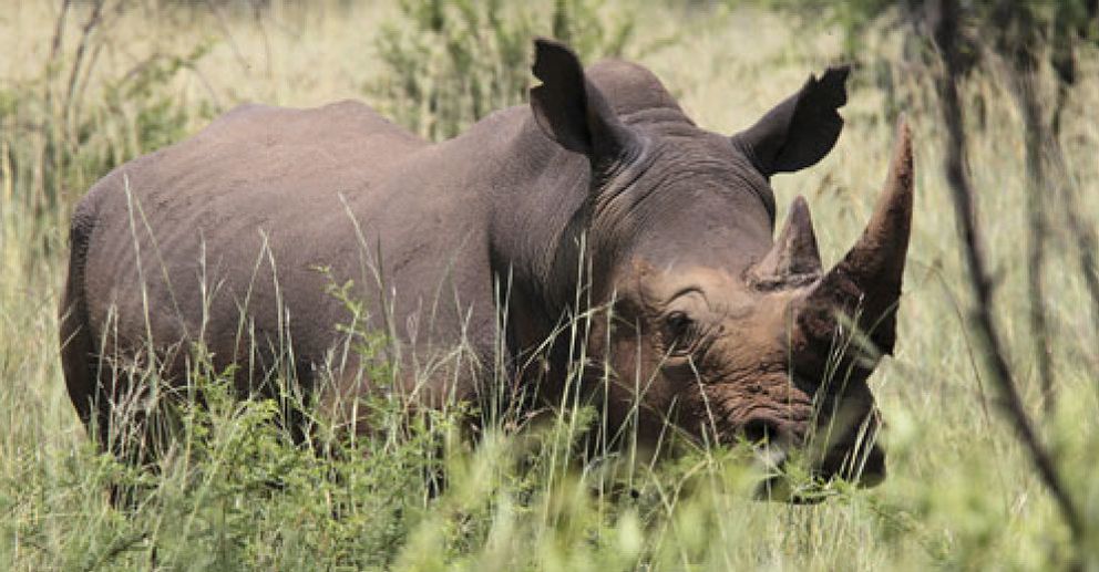 Foto: La caza furtiva fuerza a Sudáfrica a colocar GPS en sus rinocerontes