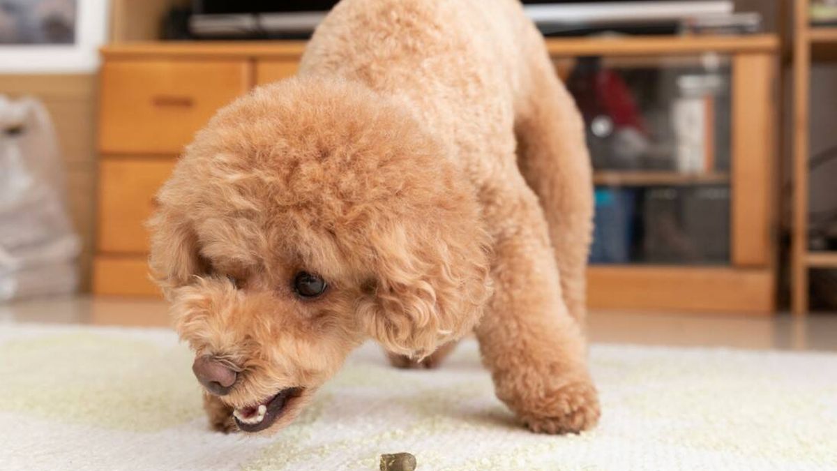 ¿Por qué los perros sacan la comida de su cuenco para comérsela en otro lado?