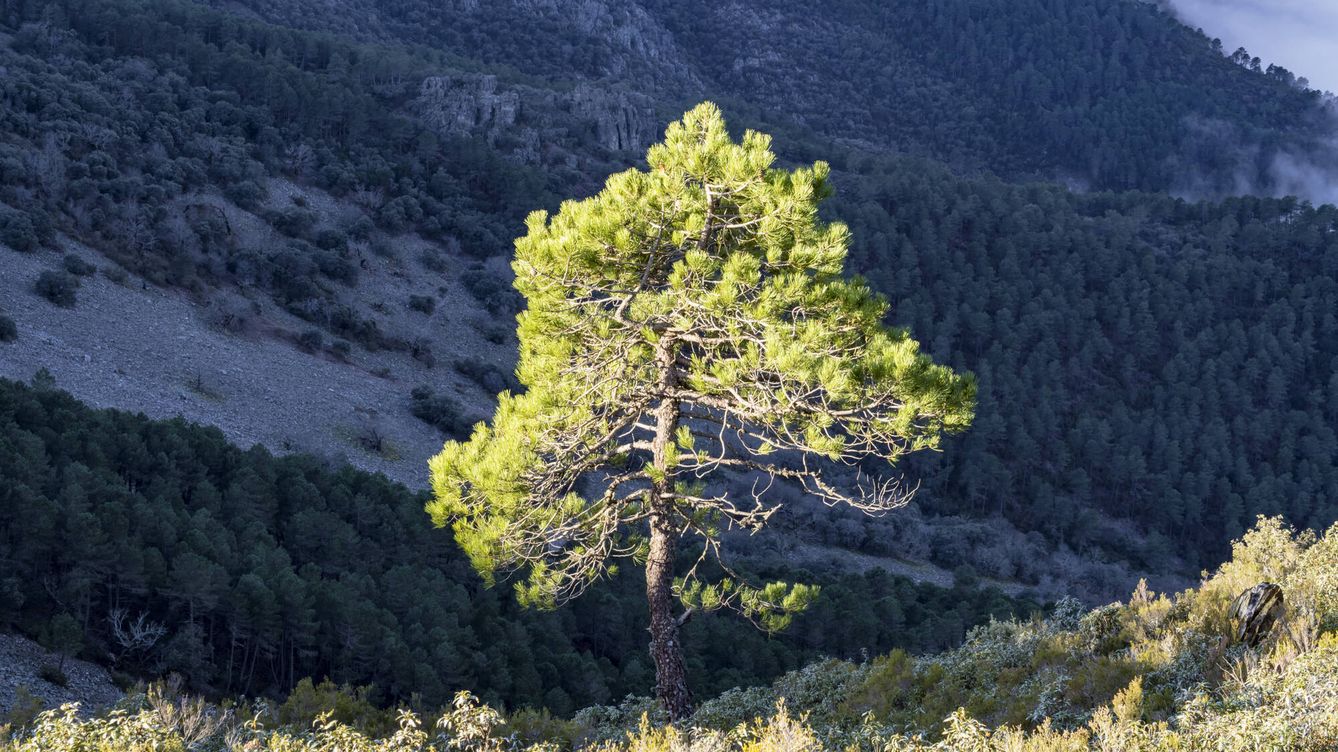 El famoso 'quinto pino' existió de verdad: origen, ubicación e historia de este árbol