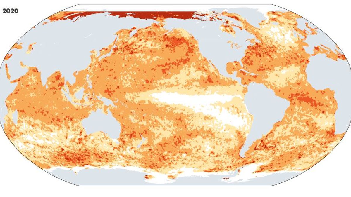 Las olas de calor no pasan solo en tierra: los mares también las sufren