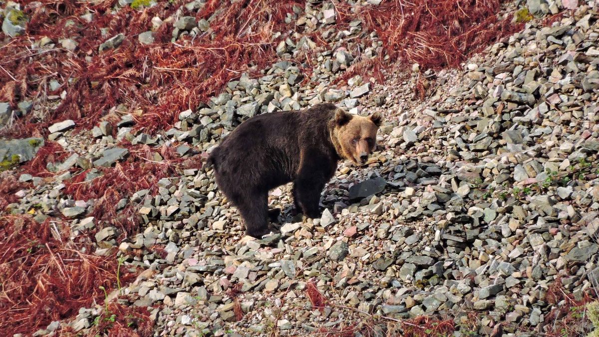 El oso pardo se consolida en la Cordillera Cantábrica: 370 ejemplares detectados
