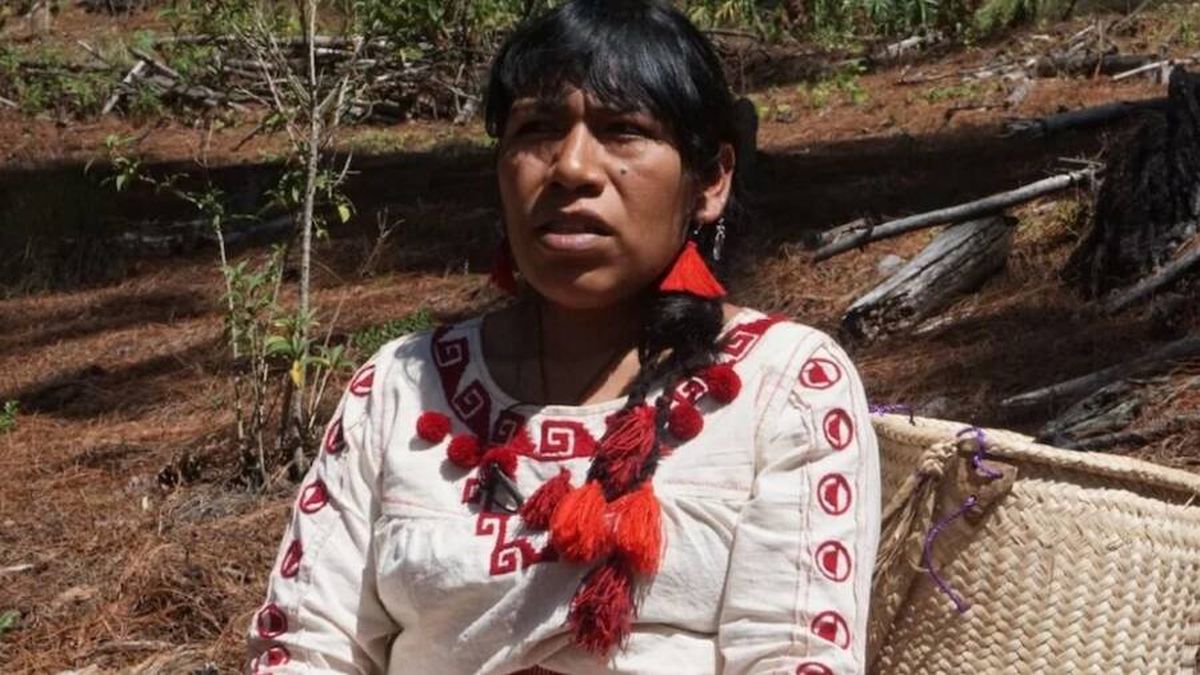¿Dónde está Irma Galindo? La defensora de los bosques desaparece en el sur de México