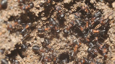 La colonia de hormigas 'republicanas' que malvive en un búnker soviético
