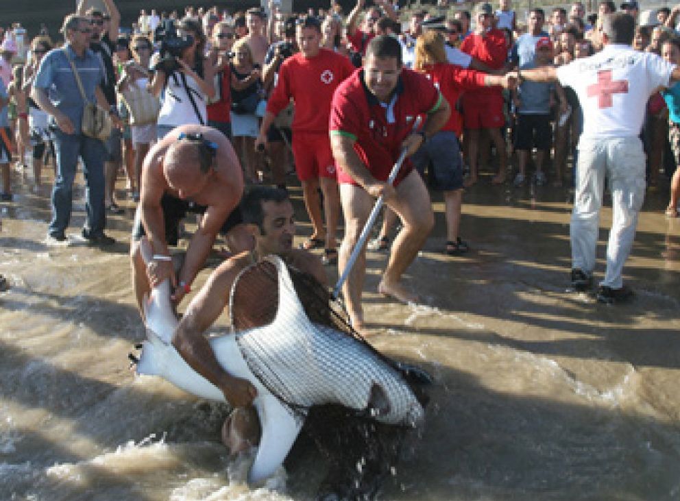Foto: Capturan al tiburón que merodeaba por una playa de Tarragona y lo trasladan al Acuario de Barcelona