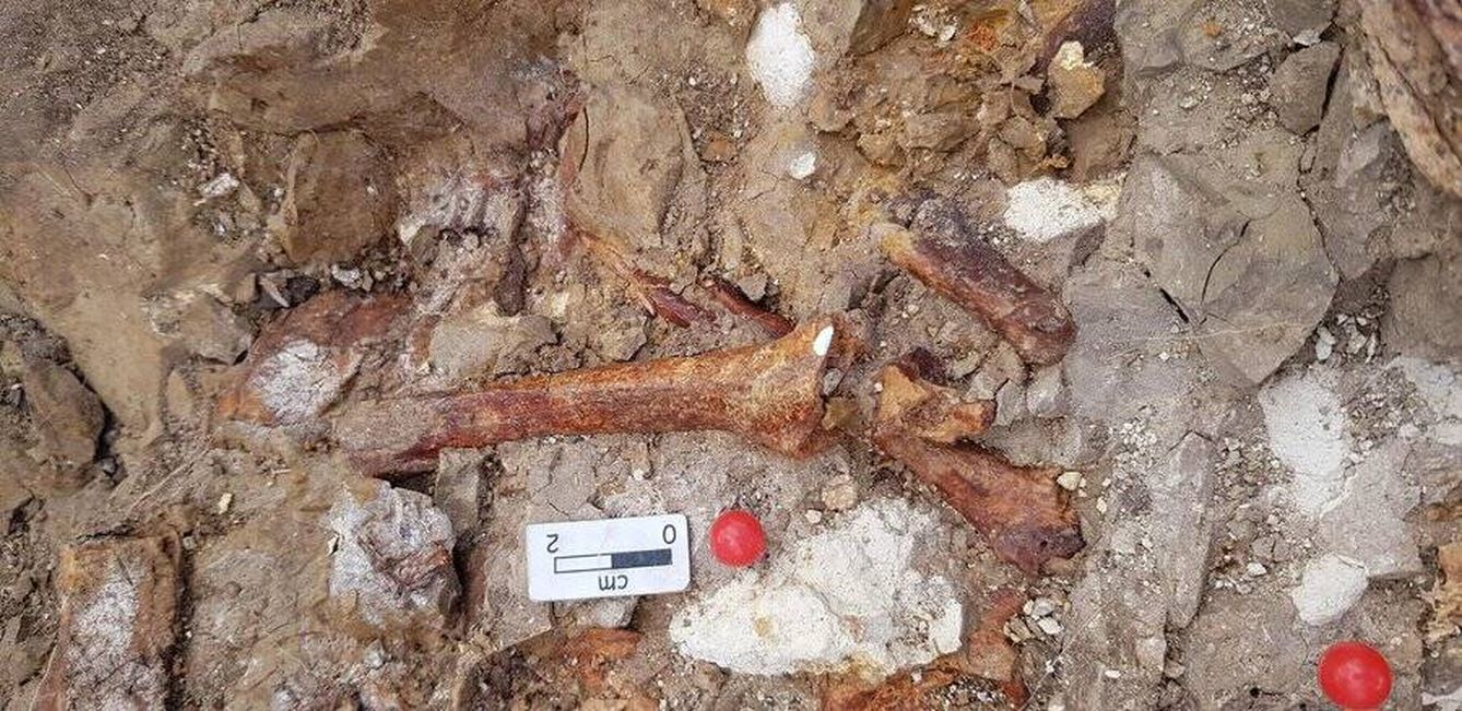 Restos óseos de dinosaurios hallados en un yacimiento de Teruel. (Cedida)