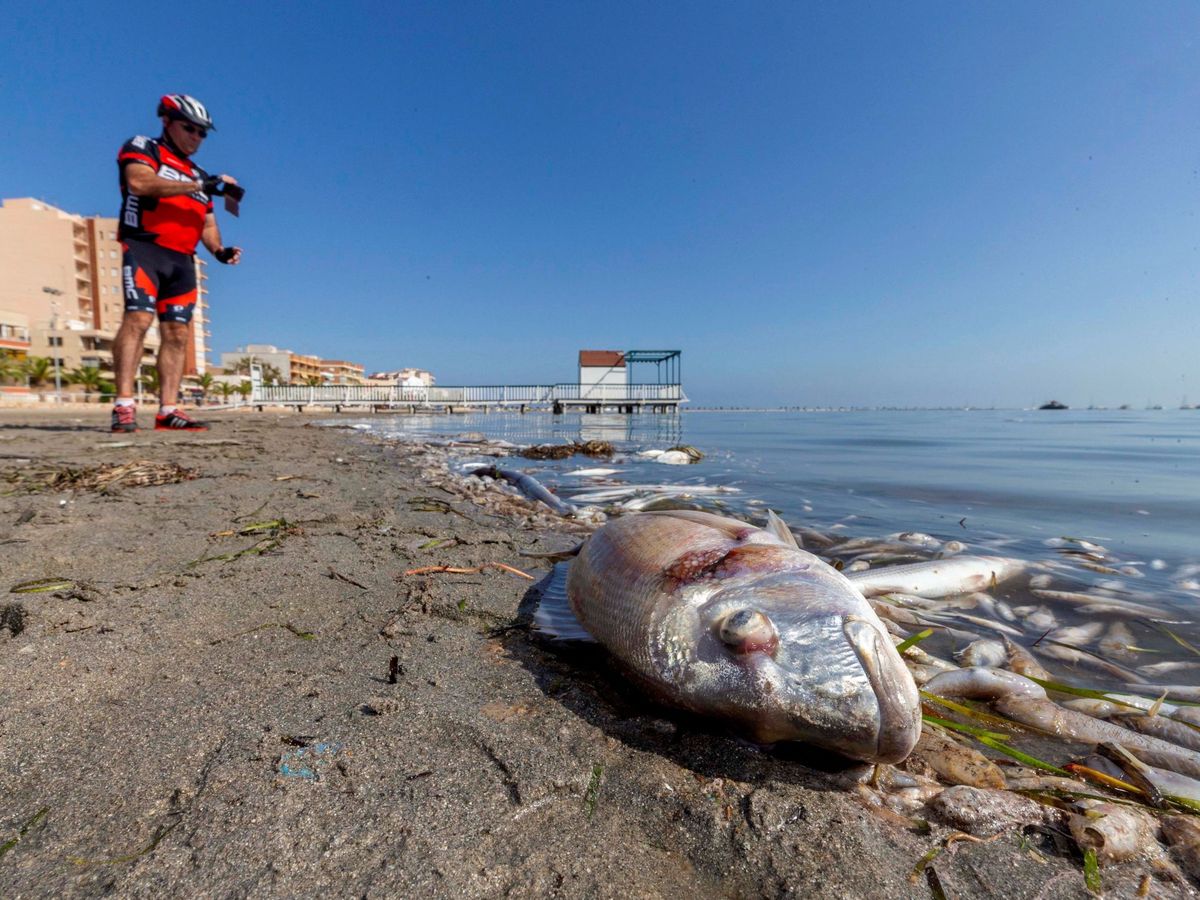 Foto: Peces muertos en la playa del Mar Menor (Murcia). Foto: FE Archivo Marcial Guillén 