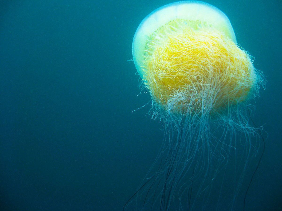 Foto: La medusa de Nomura, el gigante del mar con uno de los venenos más raros y letales. (CC/Wikimedia Commons)