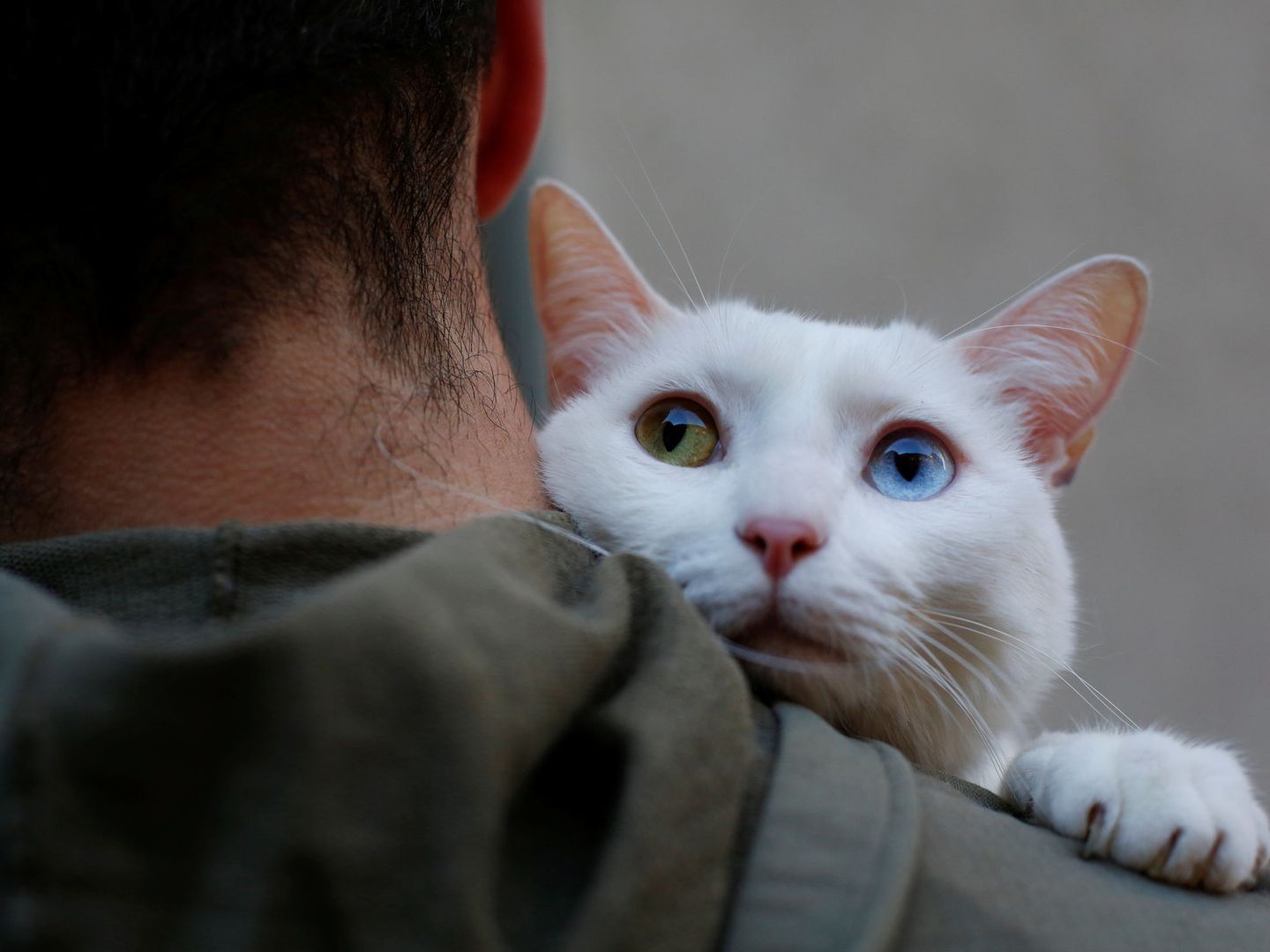Two-year-old cat 'Onis' waits to be blessed by a priest outside San Anton Church in Madrid, Spain, January 17, 2018. Hundreds of pet owners bring their animals to be blessed every year on the day of Saint Anthony, Spain's saint patron of animals. REUTERS Susana Vera