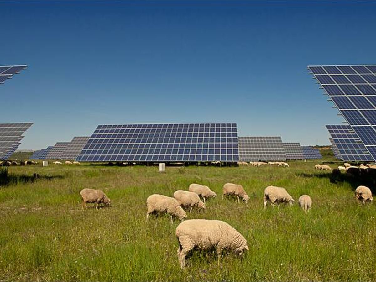 Foto: Una central fotovoltaica en Badajoz. (EFE)