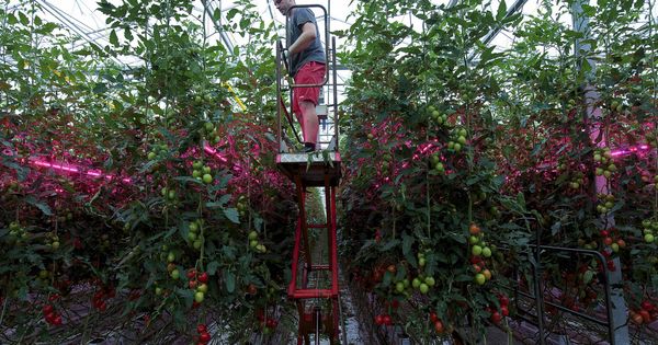 Foto: Un hombre recoge tomates en Someren, cerca de Eindhoven. (Reuters)