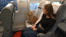 De perros y drogas: dos noticias que no se entienden mejor juntas