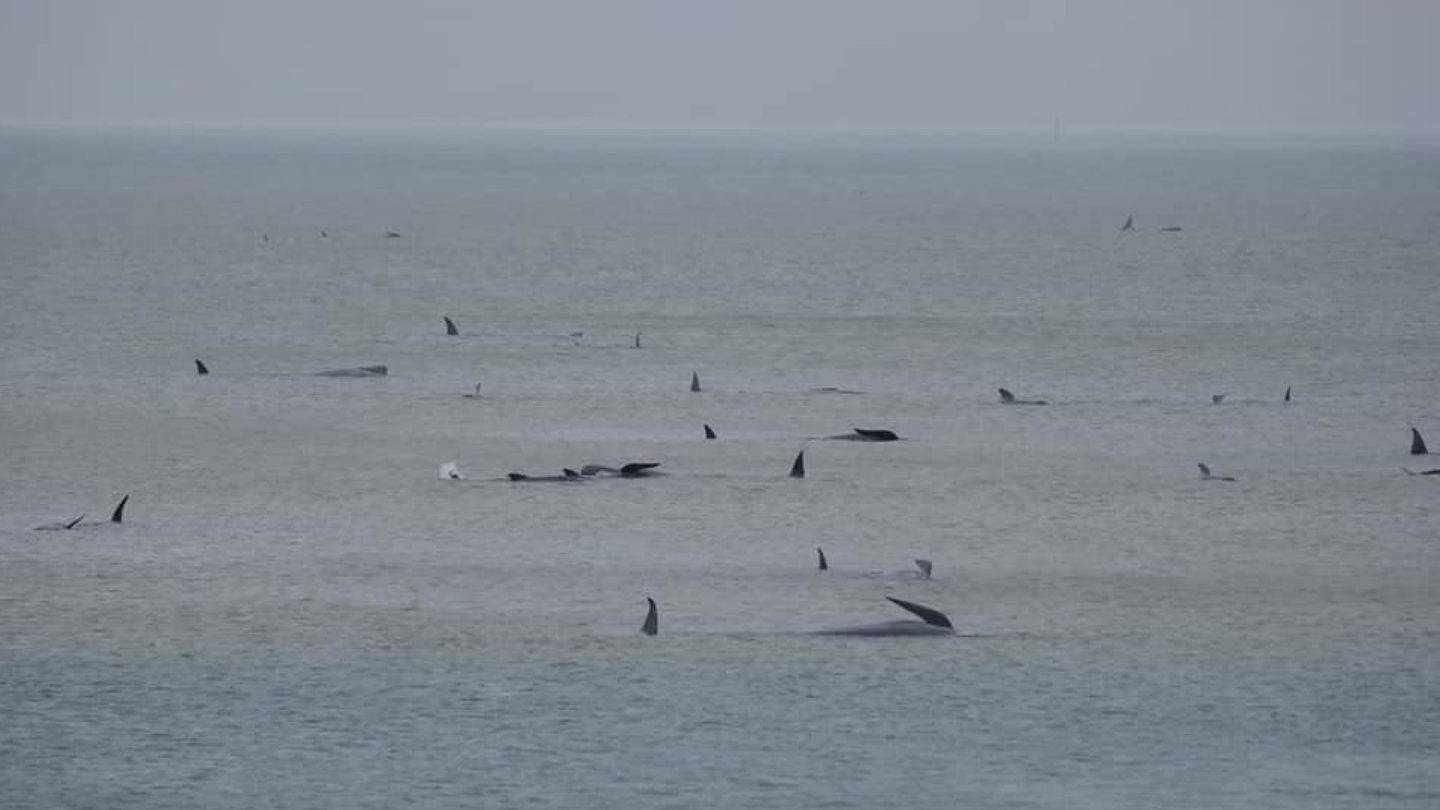 Casi 300 ballenas han quedado varadas en la isla de Tasmania (Reuters/Ryan Bloomfield)