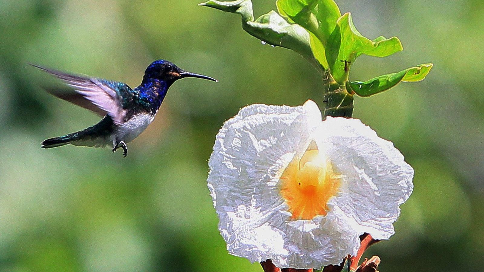 Foto: Costa Rica registra hasta 52 especies distintas de colibrí (EFE)
