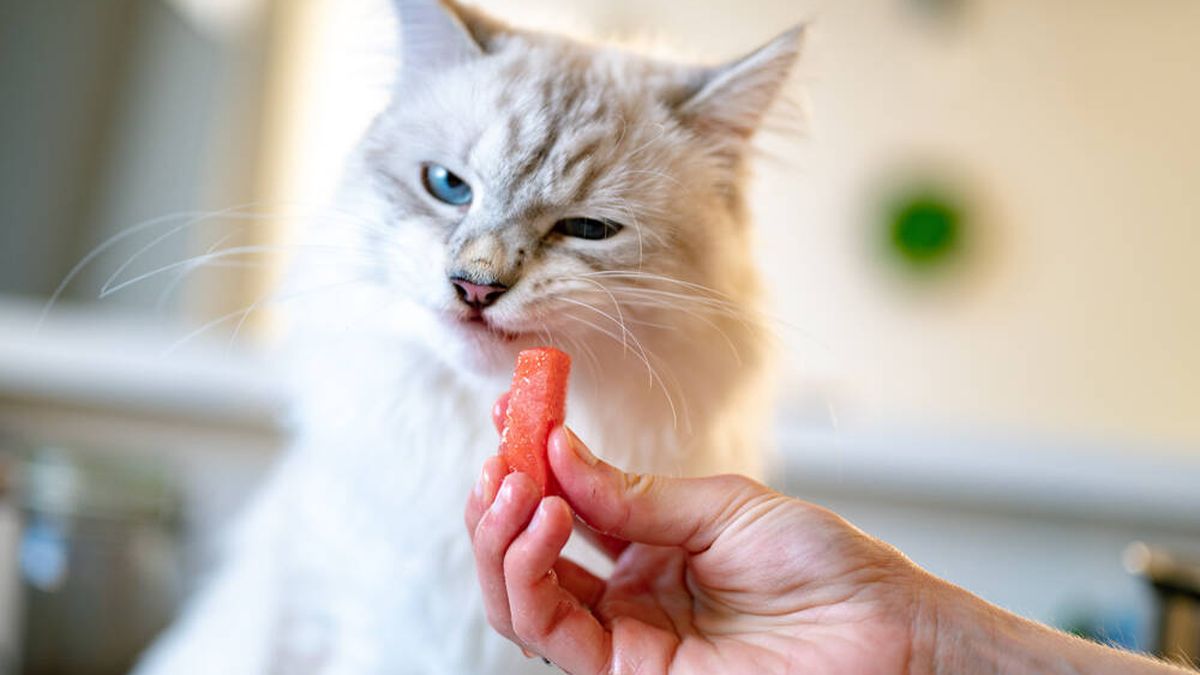 Los gatos no quieren trabajar para ganarse su comida: prefieren que se la den gratis