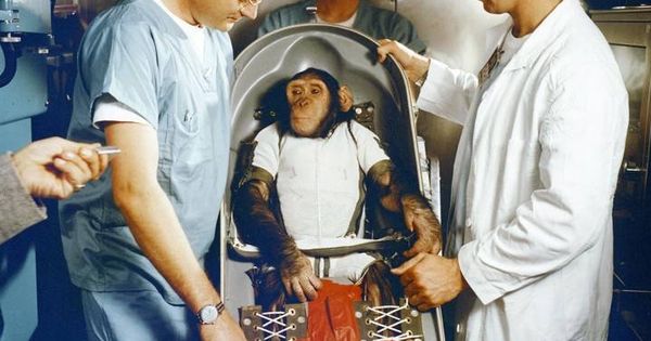 Foto: Ham el chimpancé (1961). (Foto: Nasa)    