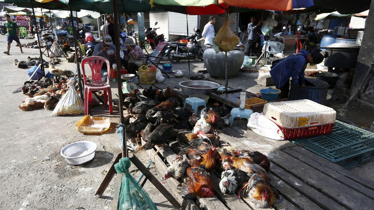 La OMS advierte que ha reaparecido la gripe aviar tras dos casos en humanos en Camboya