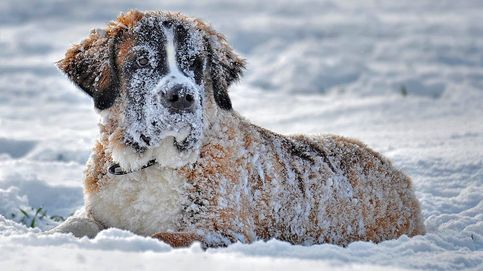 El conmovedor rescate en la nieve de un perro perdido hace cuatro meses