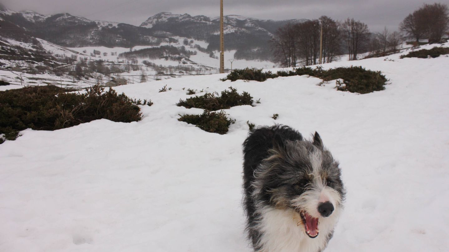 Un perro corre sobre el manto de nieve que cubre todo Lunada. (G. C.)